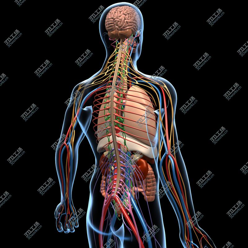 images/goods_img/20210114/Anatomy Brain & Nervous System/4.jpg